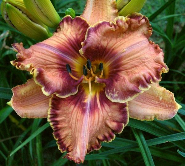 viceroy